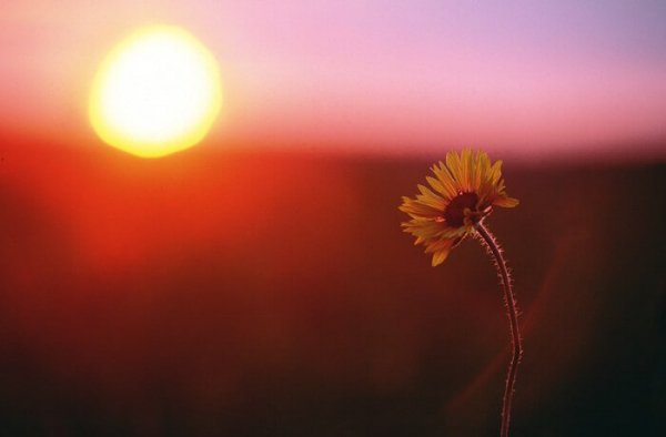 Solopgang bagved blomst