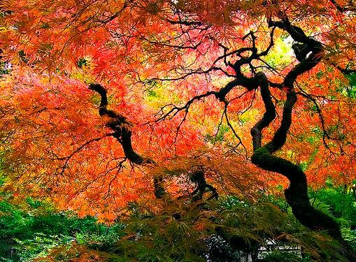 En skov kan være et helbredende sted ifølge taoisme