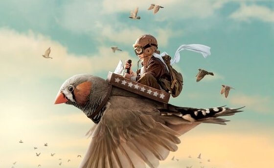 Dreng flyver på fugl som eksempel på succesfulde mennesker