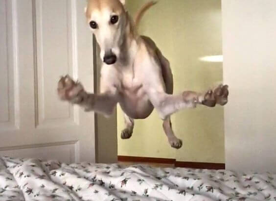 Hund, der hopper op i seng, kan få os op om morgenen