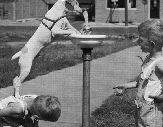 Hund drikker vand ved hjælp af drenge