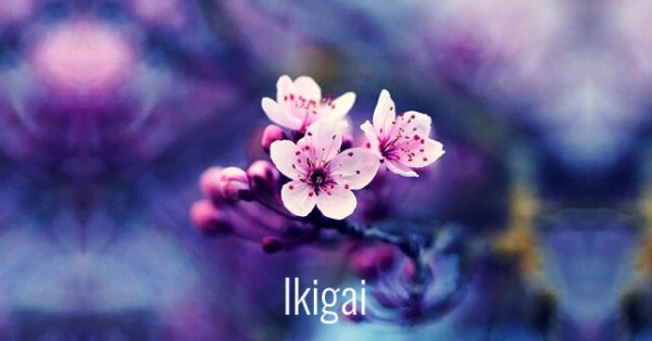 Blomst illustrerer ikigai