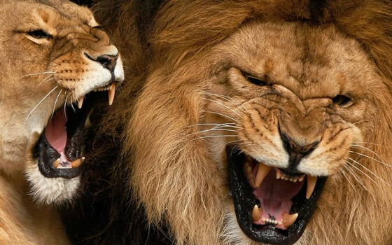 Løver udsender højt råb