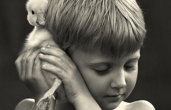 Dreng krammer ælling