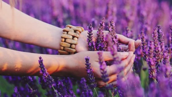 Kvindes hænder på lavendelmark