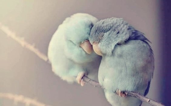 Fugle krammer som en måde at sige "jeg tror på dig" på