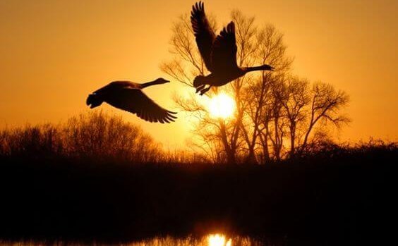 To fugle flyver over sø i stilhed