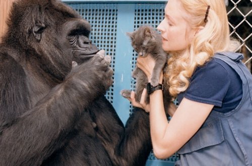 En sød historie om Koko, den klogeste gorilla i verden
