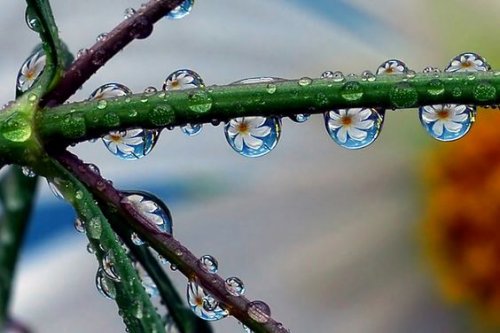 Vanddråber på gren