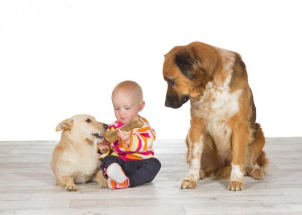 Kæledyr og babyer kan føre til jalousi