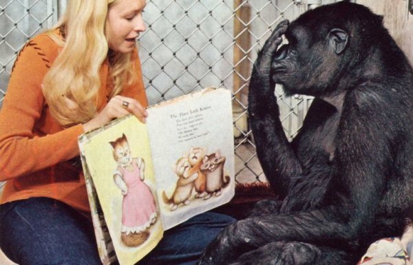 Koko, den klogeste gorilla i verden, læser bog