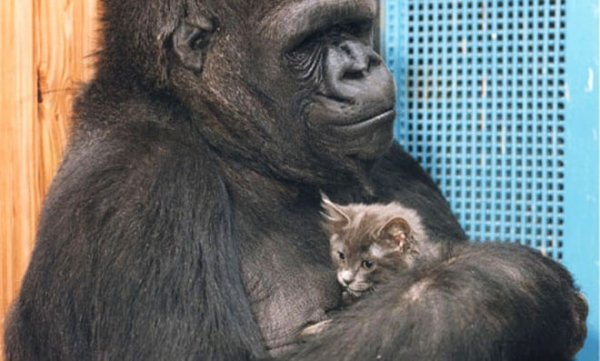 Koko, den klogeste gorilla i verden, med katten, All Ball