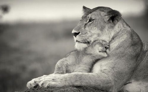 Løvemor krammer unge