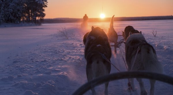 Finske hunde med slæde bærer sisu