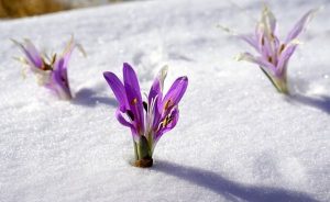 Sisu: det finske svar på hårde tider