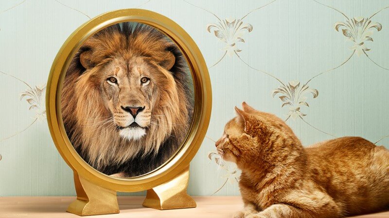 Kat, der ser sit spejlbillede som løve, kan se håb i mørket