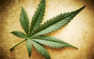 Myter, sandheder og halve sandheder om marihuana