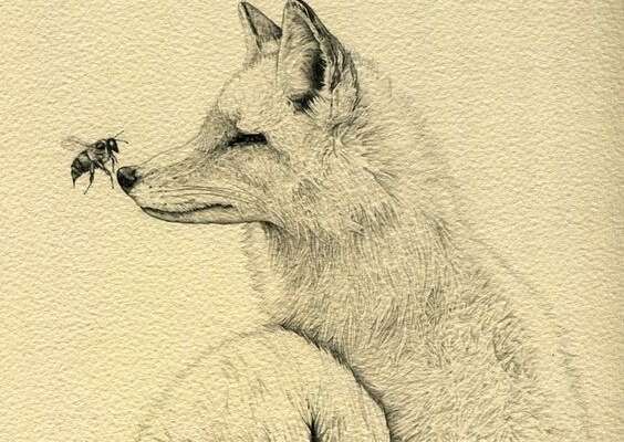 Bi lander på ulvs næse