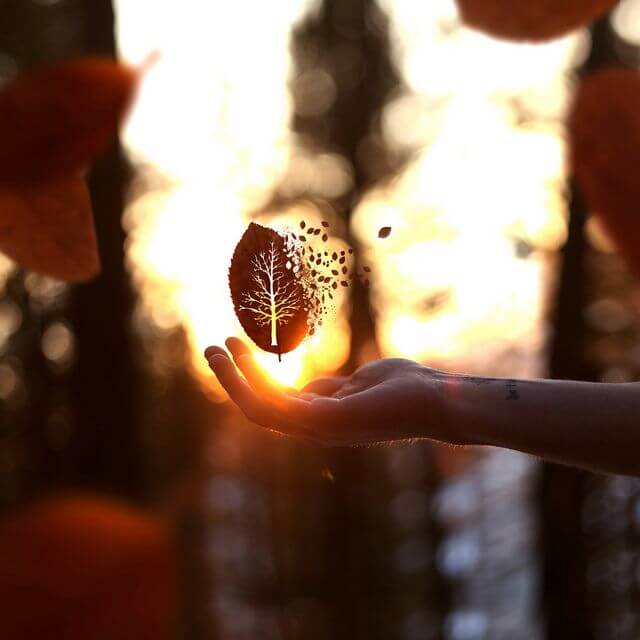 Blad i hånd foran sol