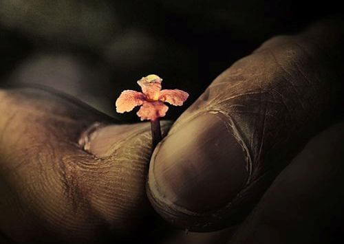 Lille blomst holdes mellem to fingre