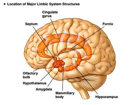 Det limbiske system i hjernen
