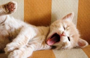 Ved du, hvad et gab symboliserer?