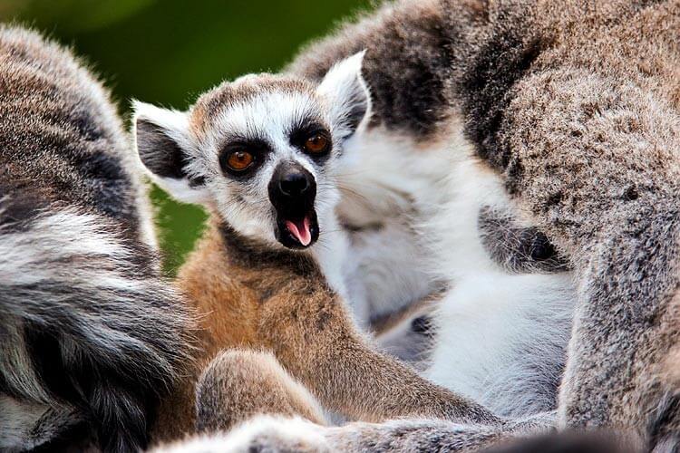 En lemurs gab symboliserer flere ting