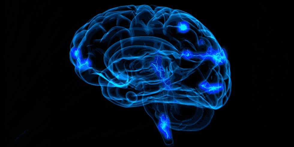 Hjerne illustrerer det limbiske system
