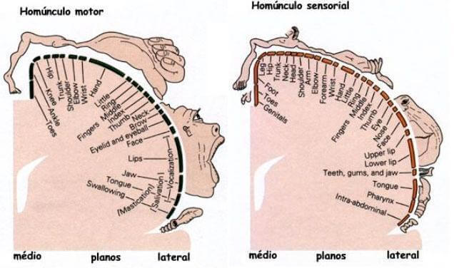 Penfields homunculus