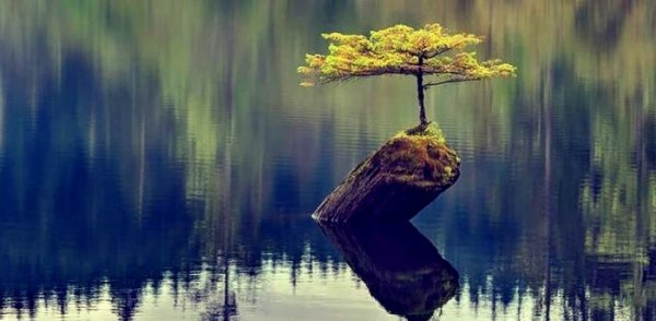 Lille ø med træ i sø