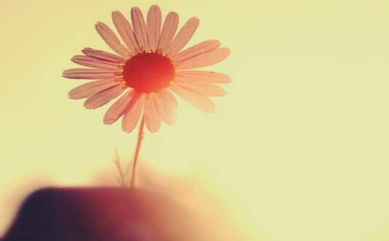 Blomst i sollys