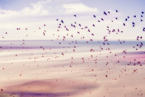 Fugle flyver og nyder deres frihed