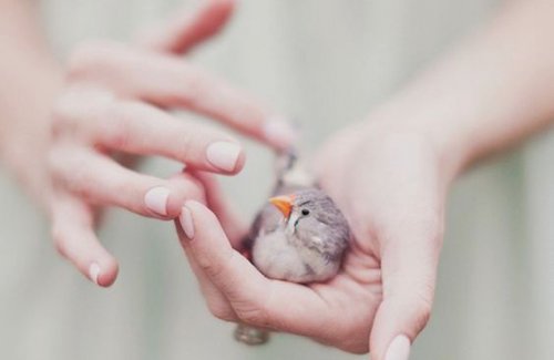 Lille fugl i menneskehånd