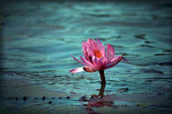 Pink blomst i vand
