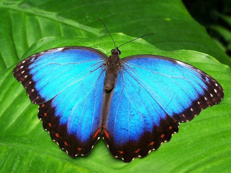 Blå sommerfugl symboliserer transformation