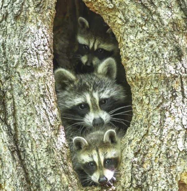 Tre vaskebjørne i træ