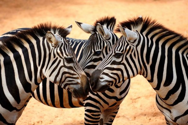 Zebraer i ørken