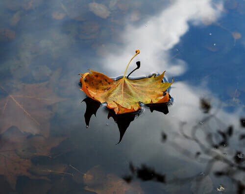 blad i vand