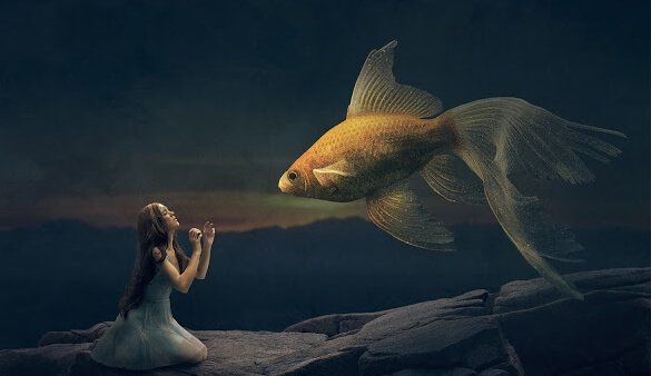 Pige ligger på knæ foran guldfisk