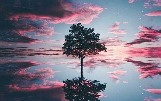 Træ i sø foran lyserød himmel
