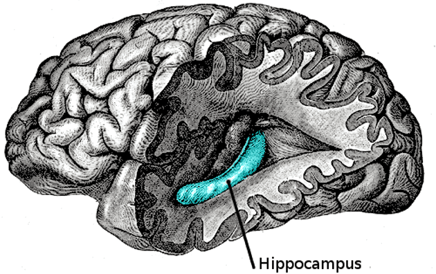 Hippocampus i hjernen