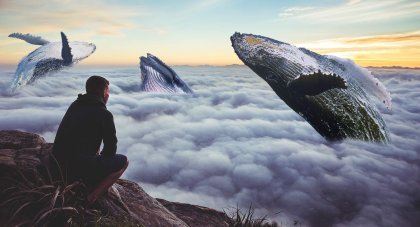 Mand ser på hvaler som noget skræmmende