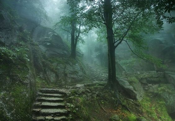 Skov kan bruges til skovbadning mod stress