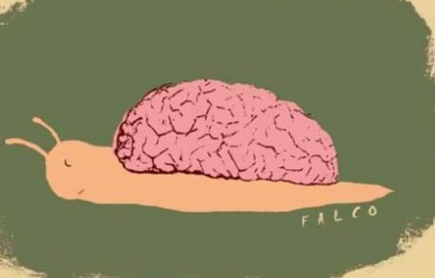 Snegl med hjerne som hus går imod vores uddannelsessystem