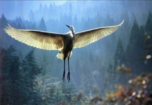 Den rørende historie om den gamle mand og tranen