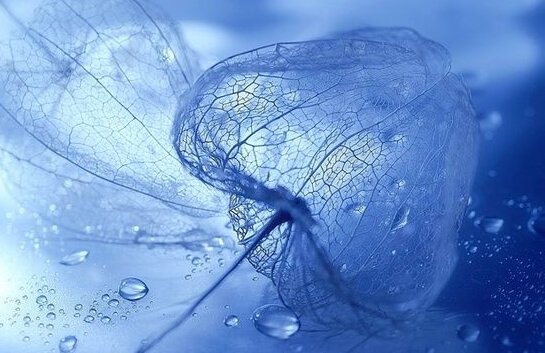 stress lettende farve blå på gennemsigtigt blad