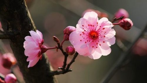 blomster blomster i japansk psykologi