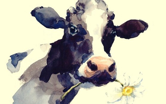 Historien om koen: når rutiner holder os fanget
