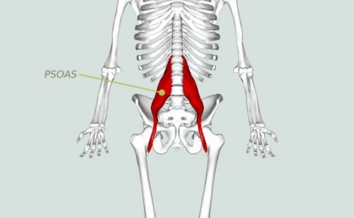 Anatomi - psoas