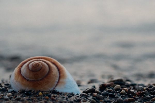 tinnitus lyder som bølger i havet, ringen eller summen